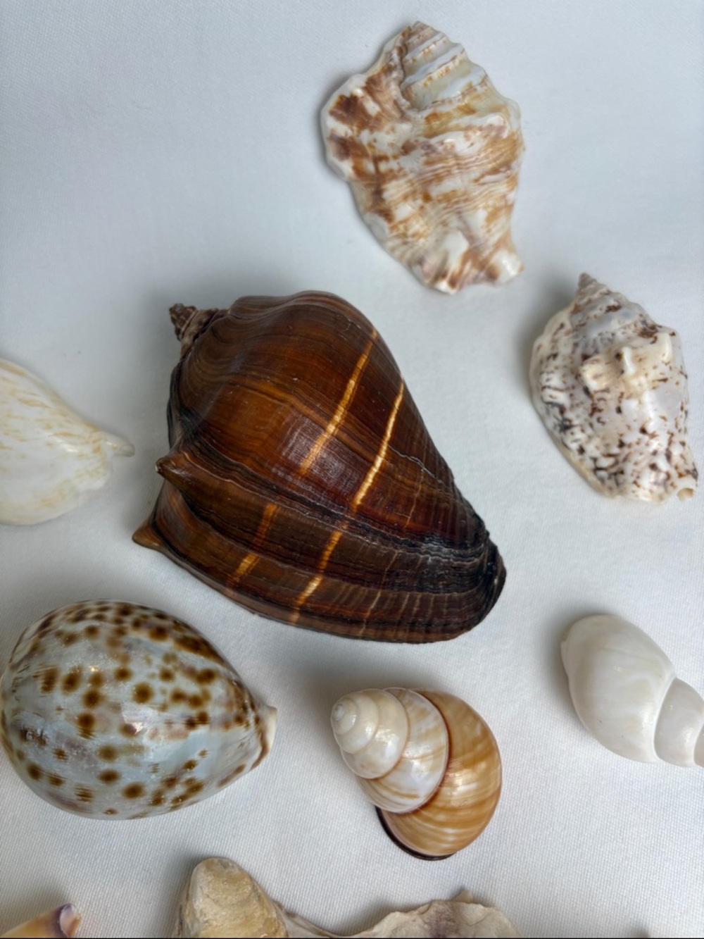 20pc Boutique Natural Shell Collection - Excellent Condition - Picture 3 of 14